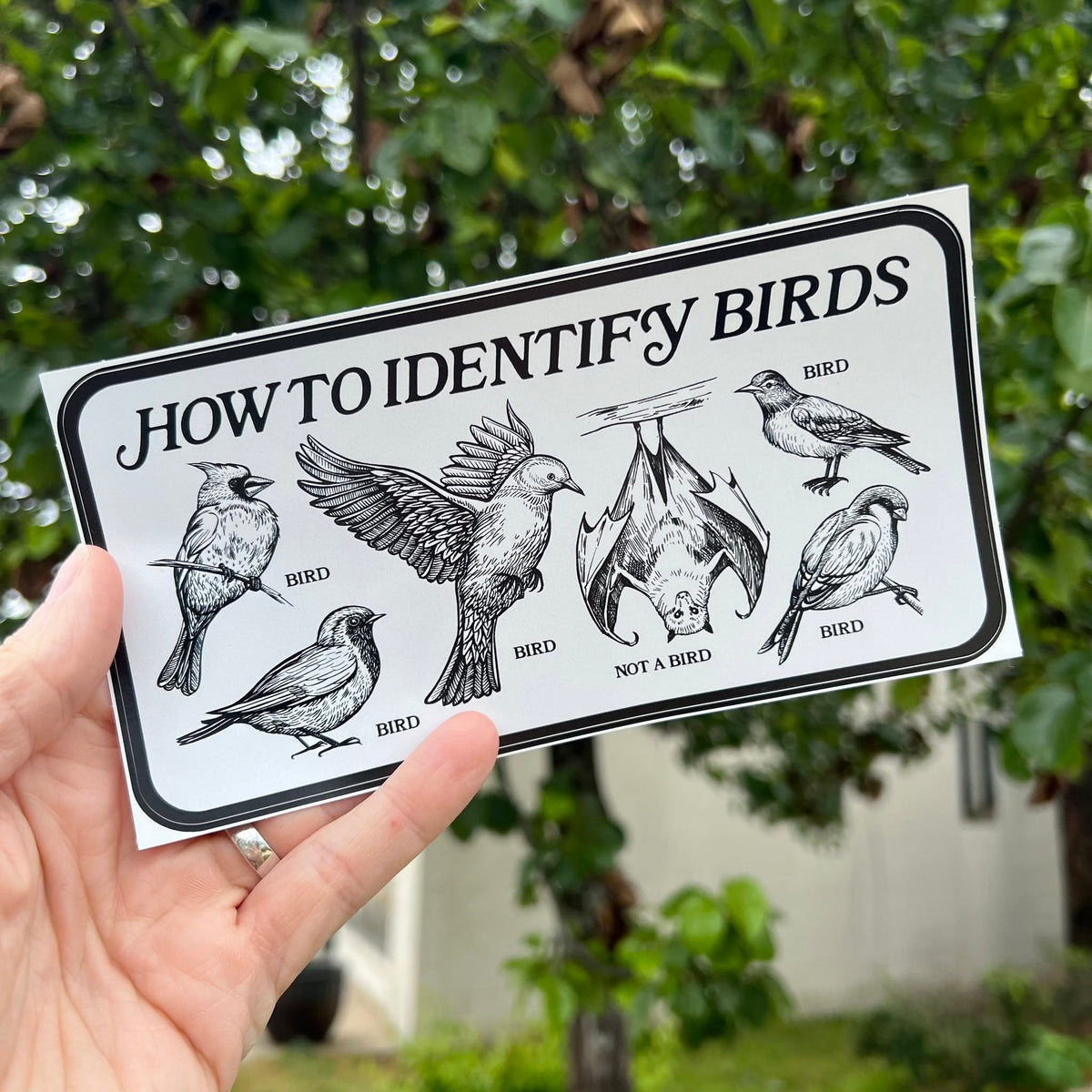 How To Identify Birds Bumper Sticker