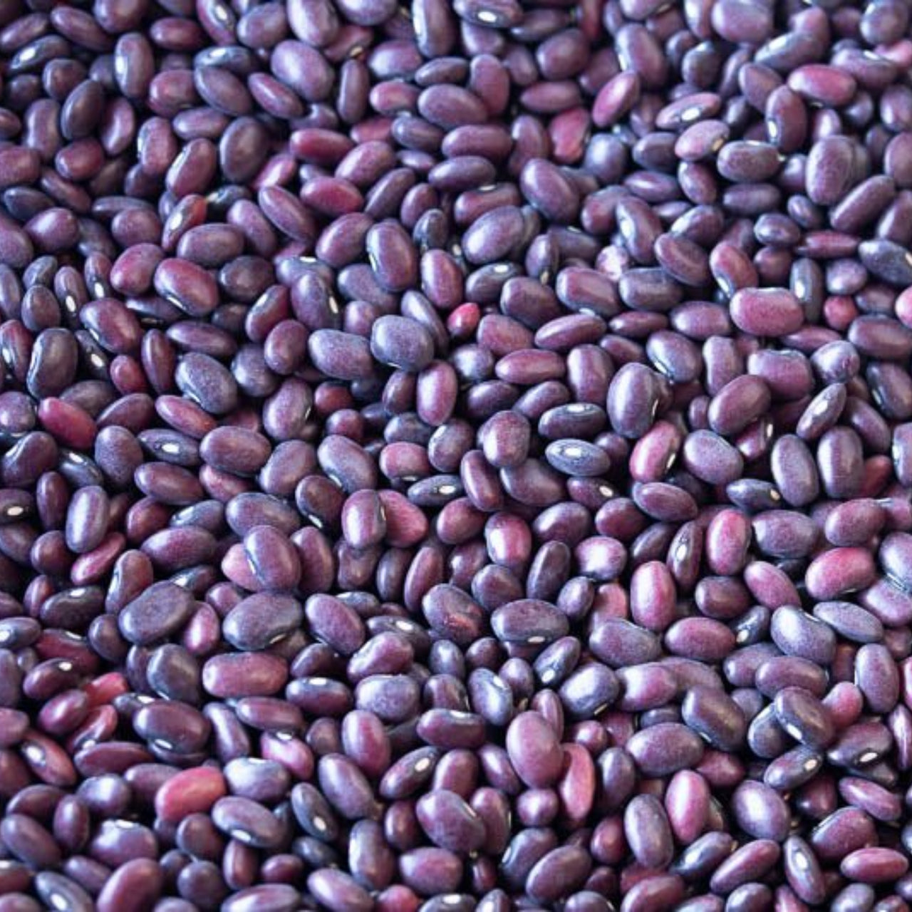 Domingo Rojo Beans