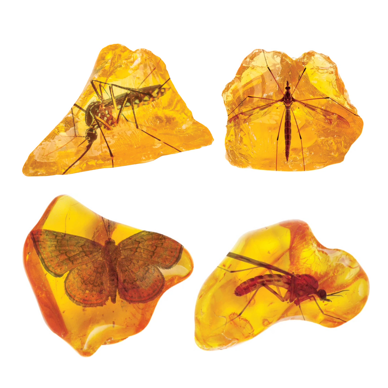 Smithsonian Amber Dig