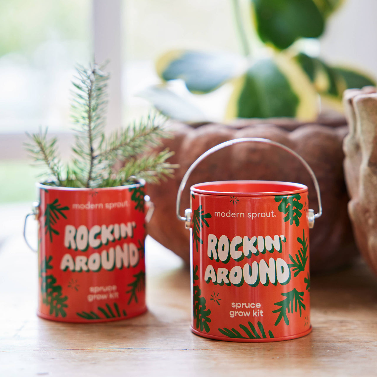 Rockin' Around- Spruce Grow Kit