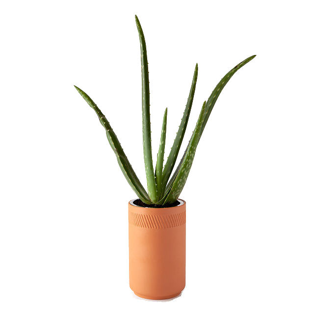 Aloe Terracotta Kit