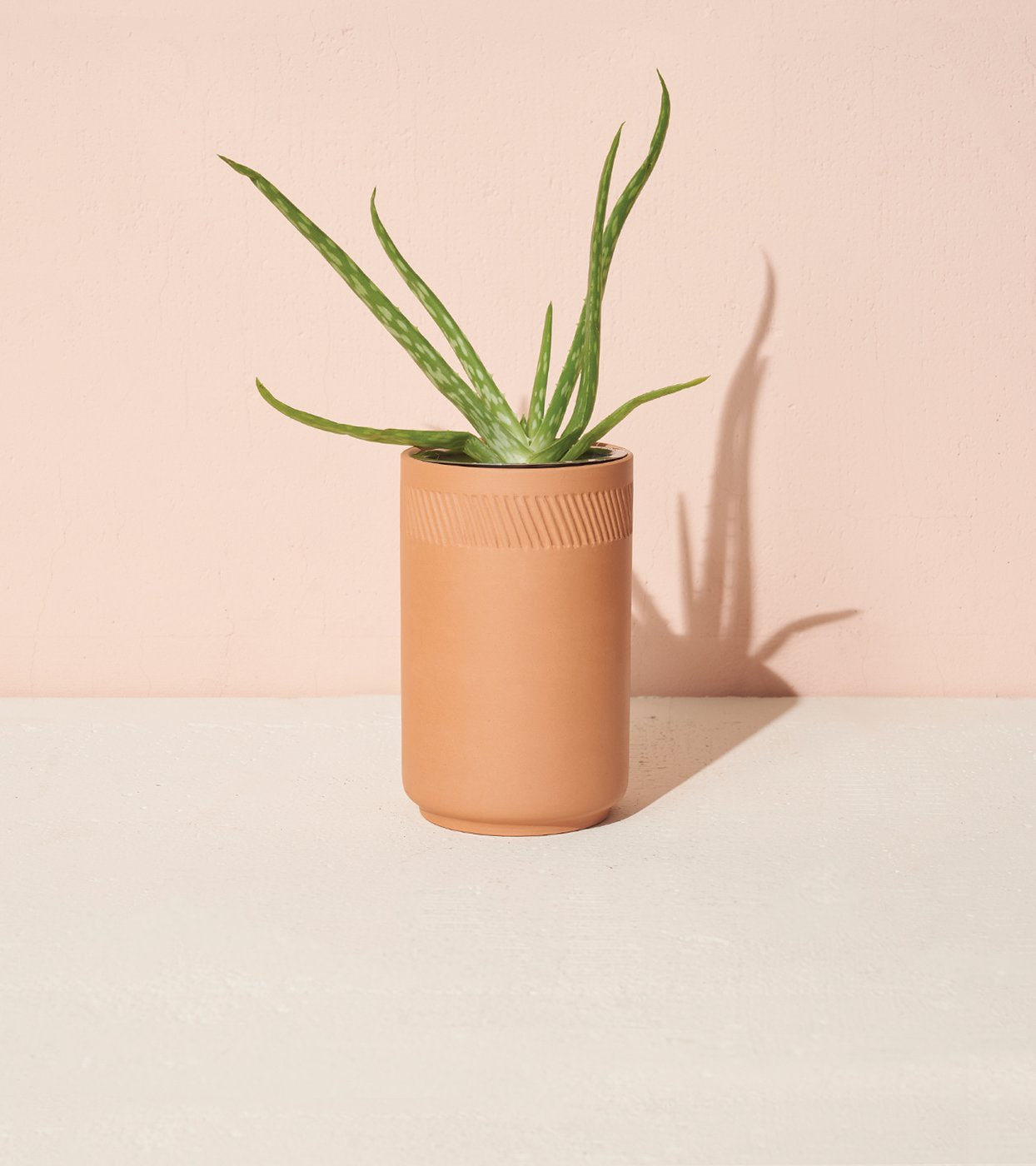 Aloe Terracotta Kit