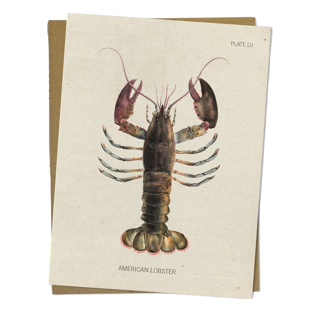 Lobster Specimen Card