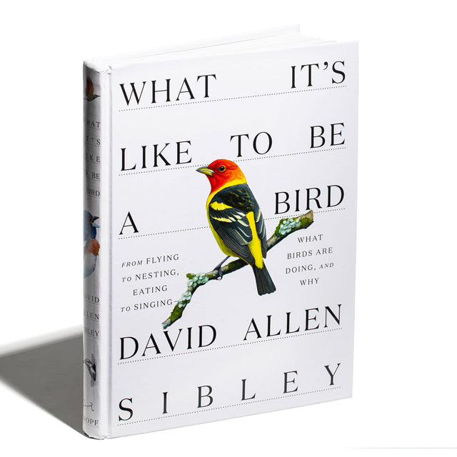 What It's Like to Be a Bird